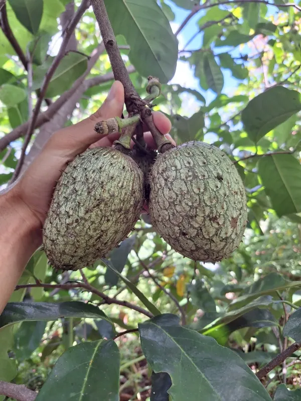 Mountain soursop
