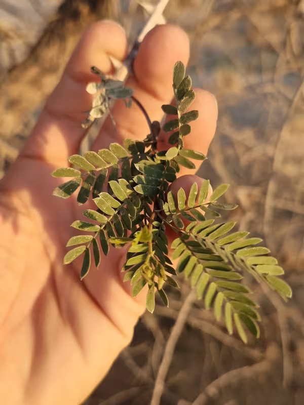Prosopis cineraria