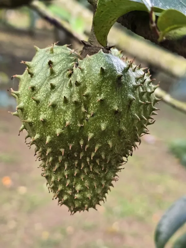 Soursop