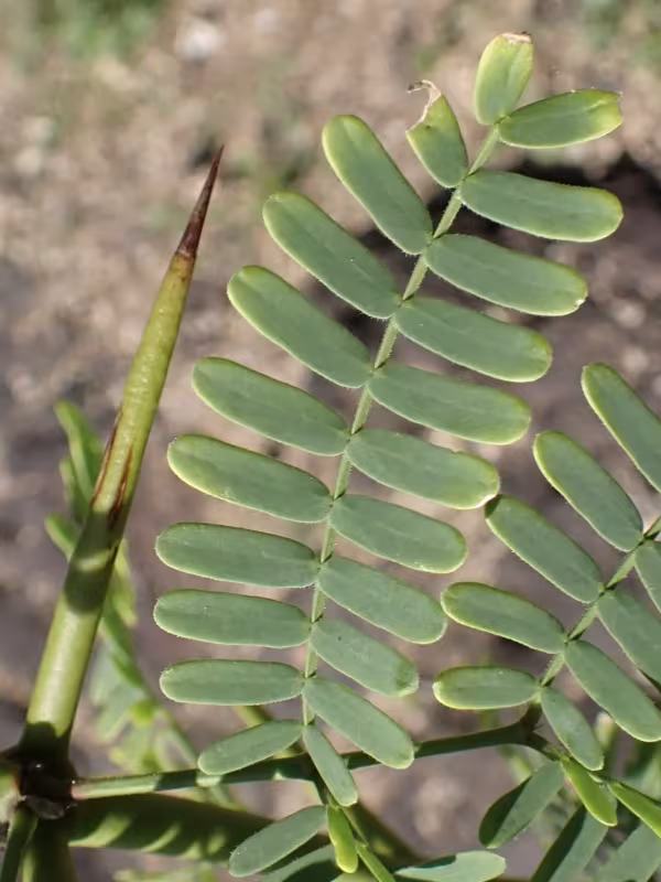 Prosopis juliflora