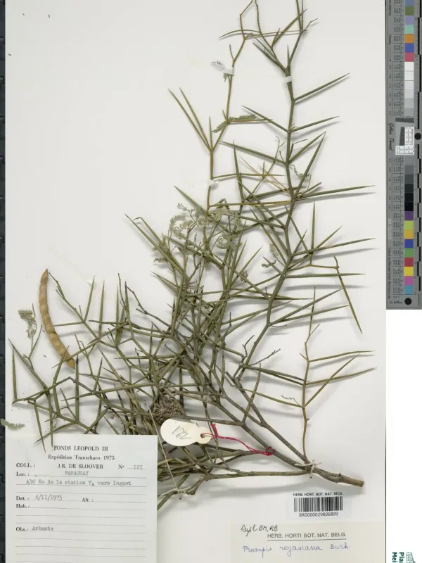 Prosopis rojasiana