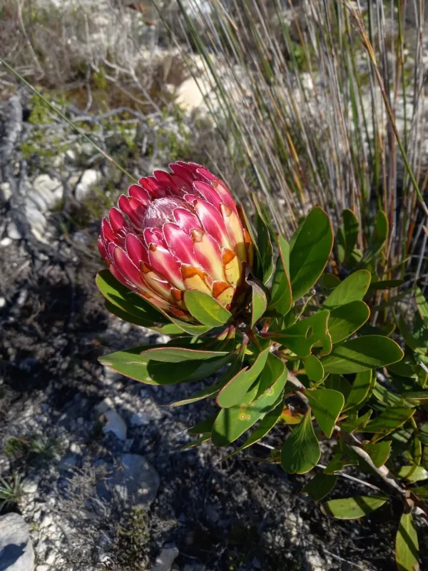 Protea obtusifolia
