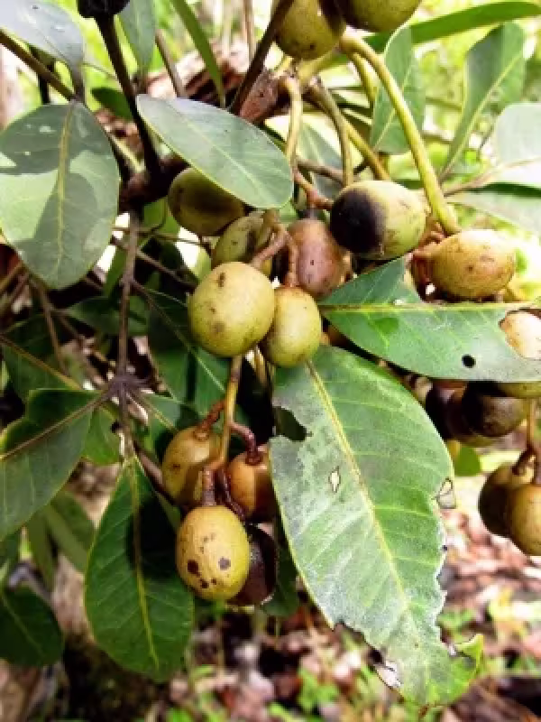 Protium madagascariense