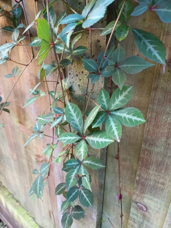 Henry's Virginia Creeper