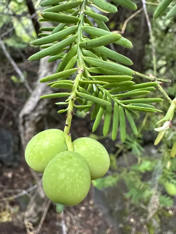 Prumnopitys andina