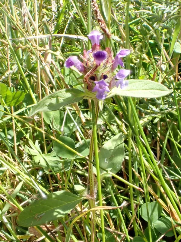 Self-heal