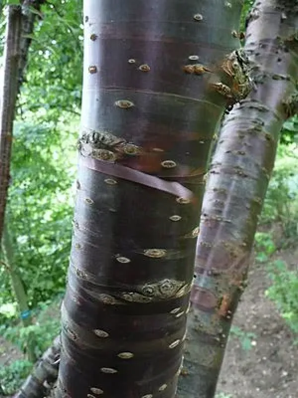 Hybrids between Prunus cerasus and Prunus canescens
