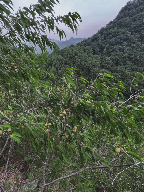 David's apricot
