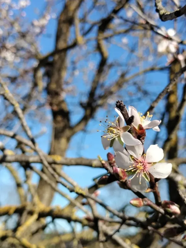 Almond