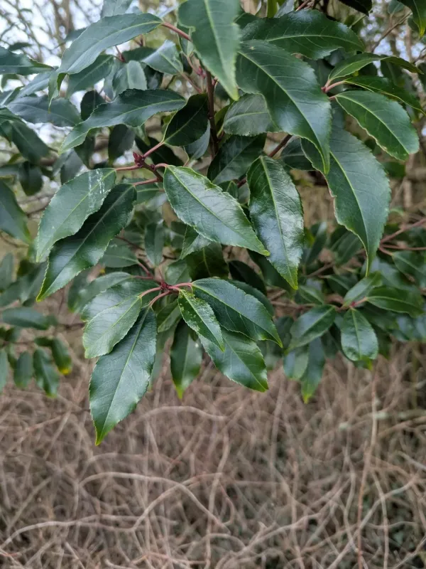 Portuguese laurel