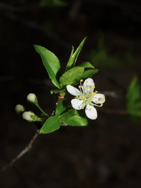 Munson plum