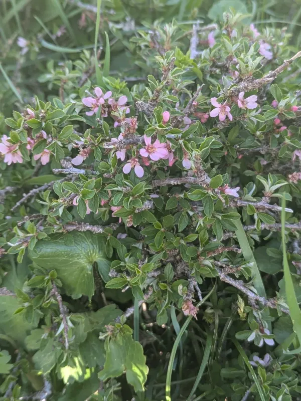 Mountain cherry