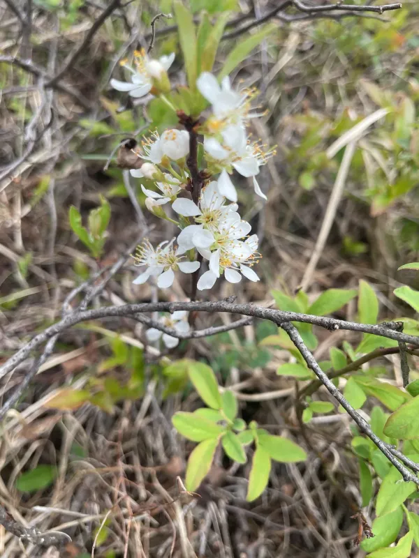 Sand cherry