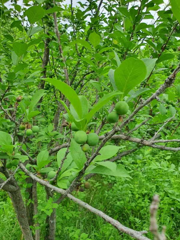 Japanese plum