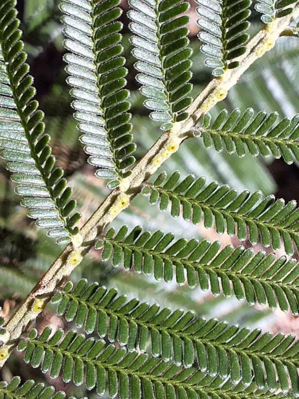 Black wattle