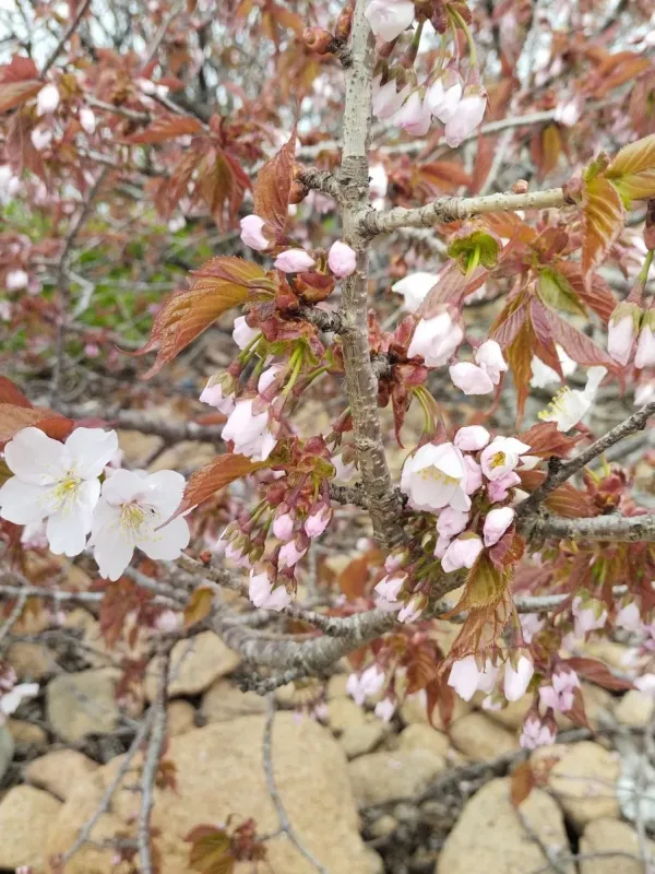 Sargent's cherry