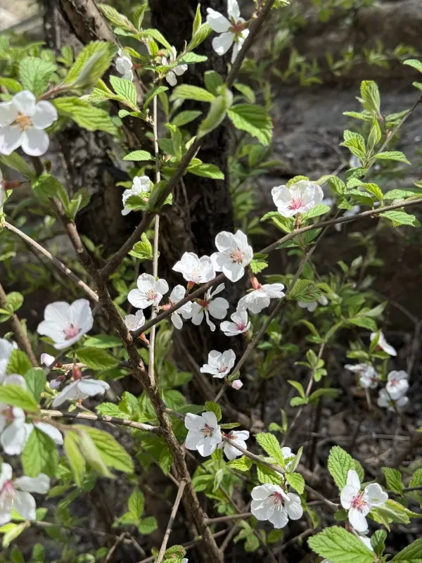 Nanking cherry