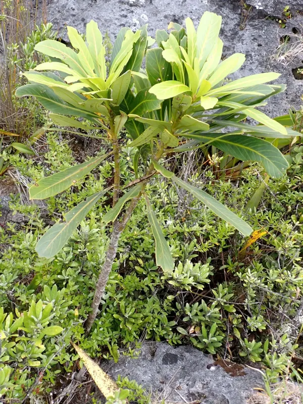 Chatham Island lancewood