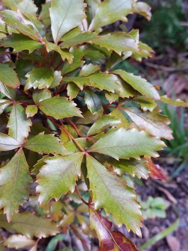 Pseudopanax discolor