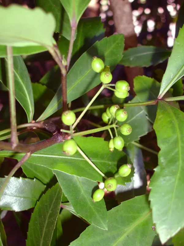Pseudopanax gilliesii
