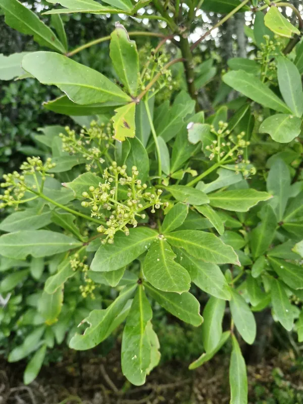 Pseudopanax lessonii