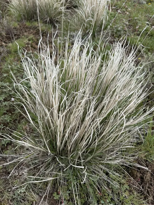 Bluebunch wheatgrass