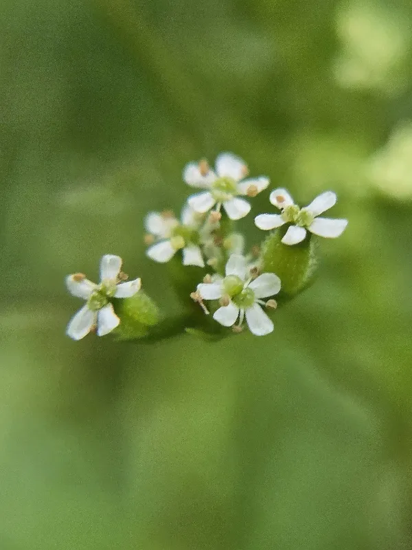 Bur chervil