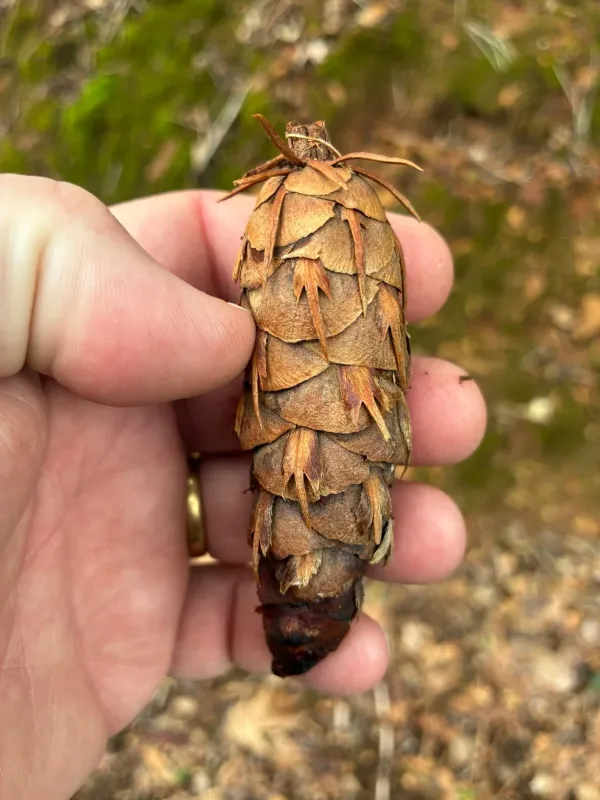 Blue Douglas fir