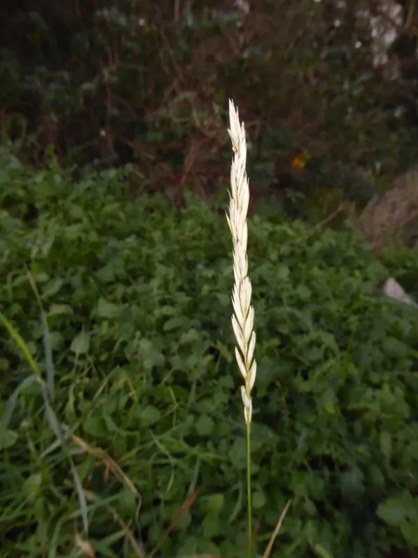 Couch grass