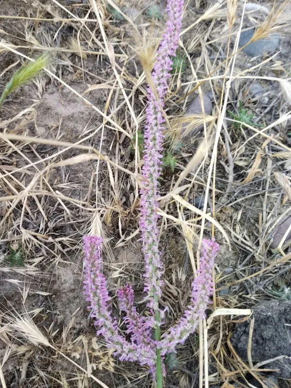 Psylliostachys suworowii