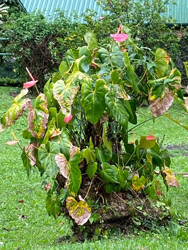 Flamingo Lily