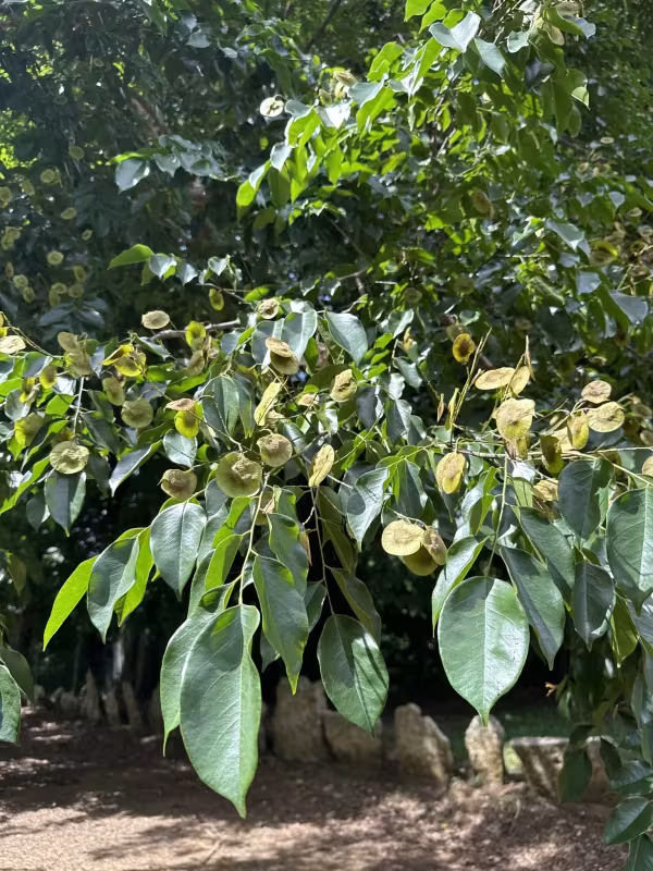 Pterocarpus indicus