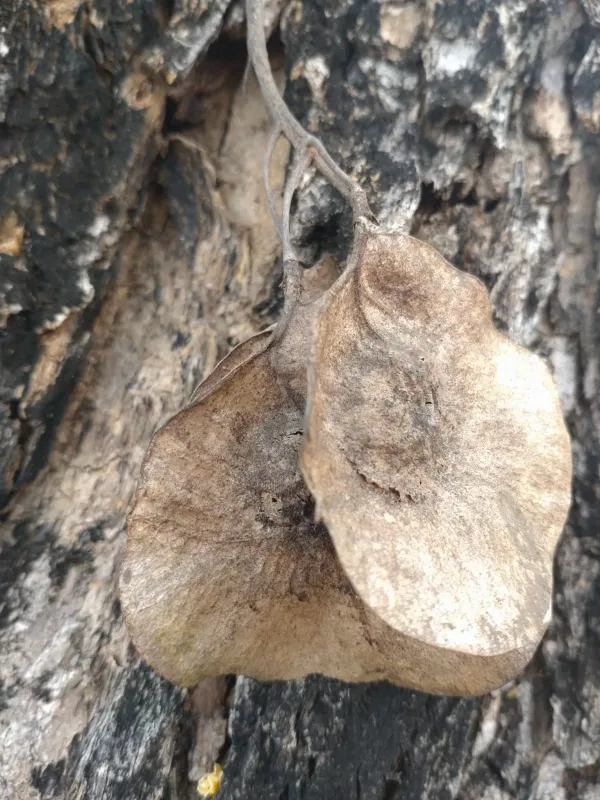 Pterocarpus macrocarpus