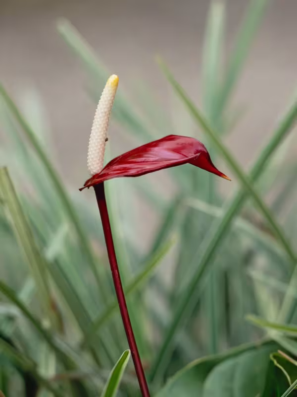 Anthurium andraeanum