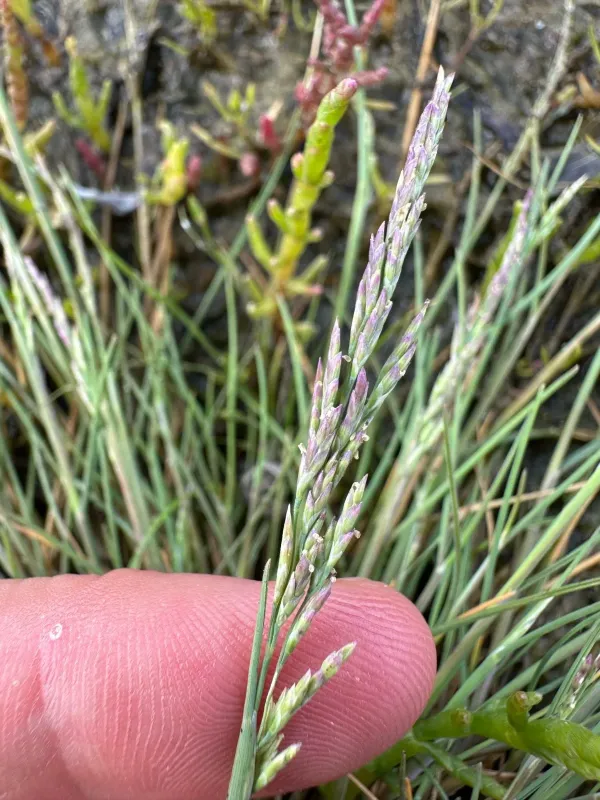 Common saltmarsh-grass