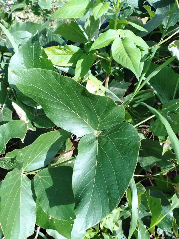 Pueraria montana