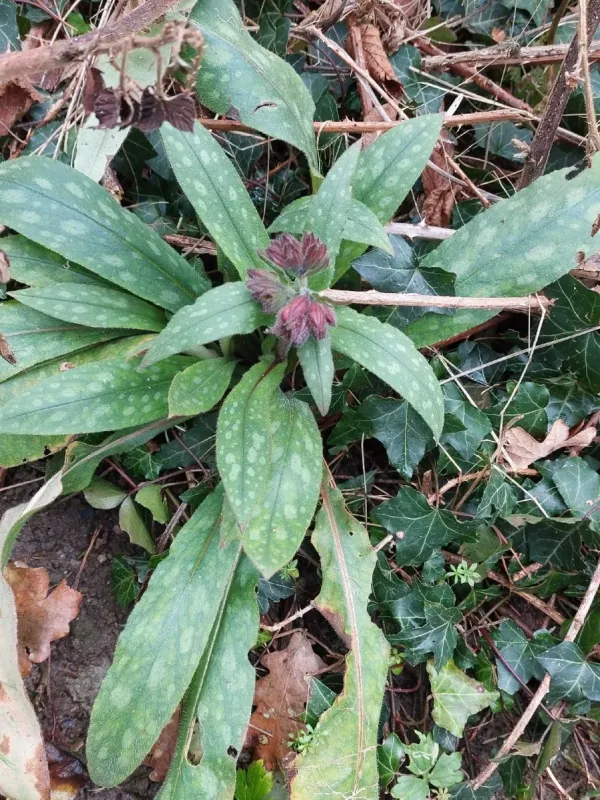 Long-leaved lungwort