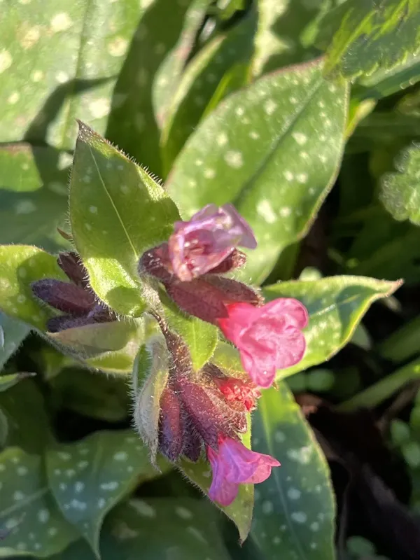 Lungwort