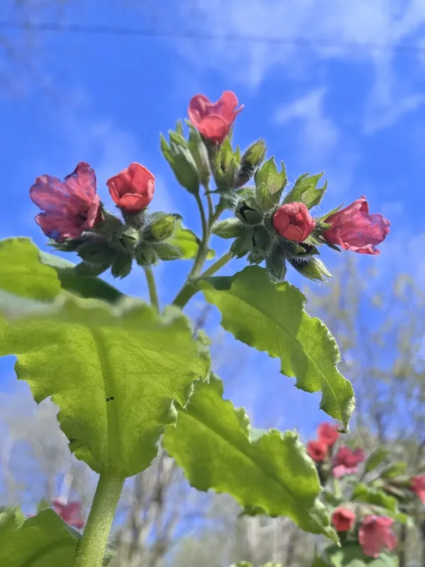 Red lungwort