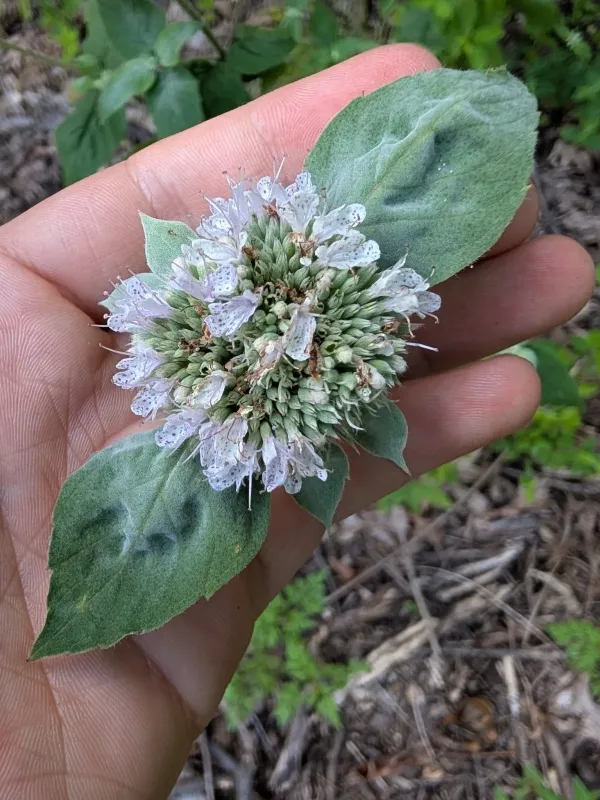 Hoary Mountain Mint