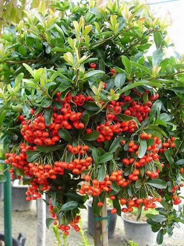 Firethorn