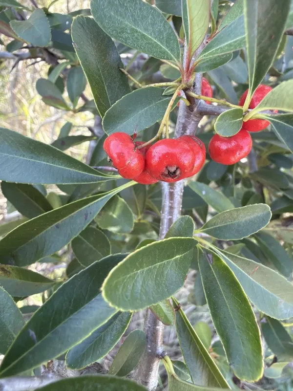Pyracantha rogersiana