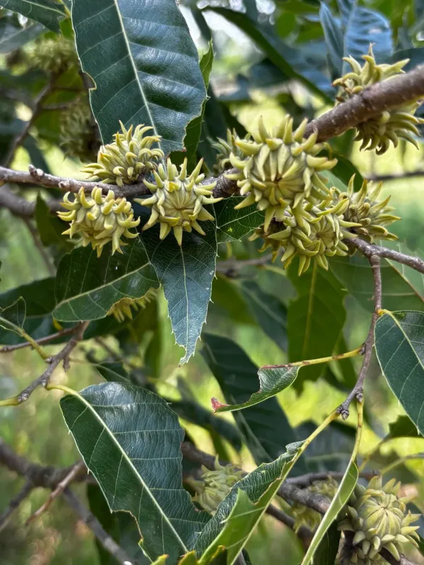 Sawtooth oak