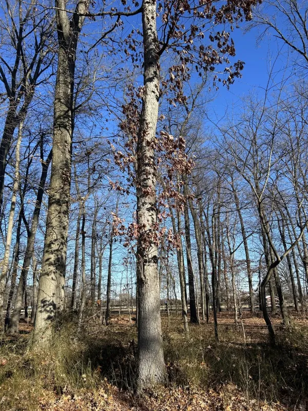 White oak