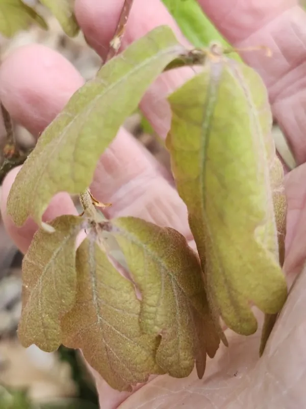 Swamp white oak