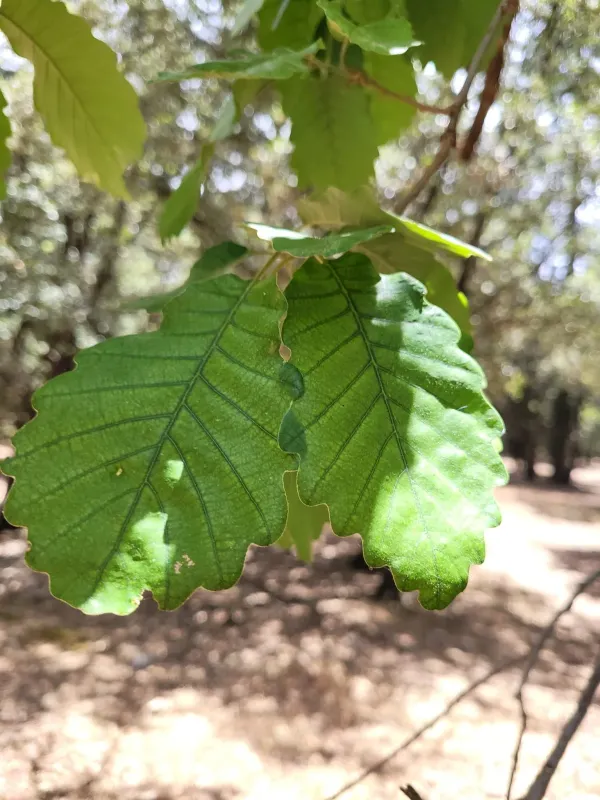 Algerian oak
