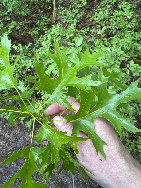Scarlet oak