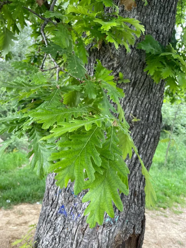 Hungarian oak