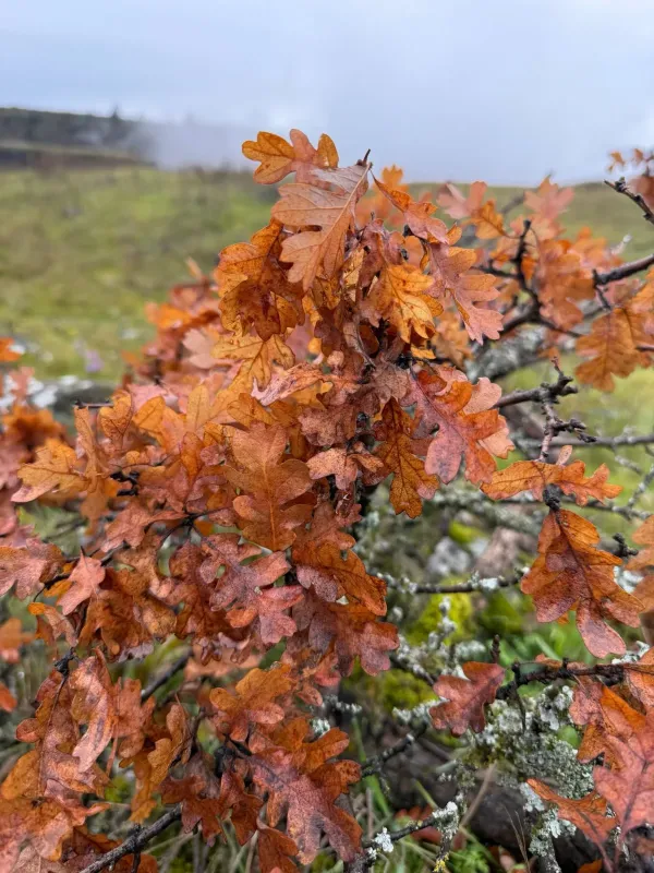 Brewer's oak