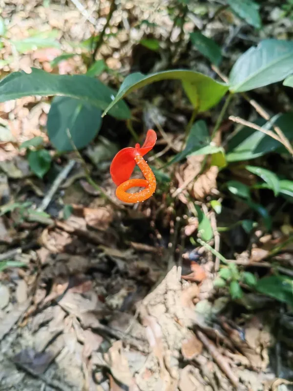 Anthurium scherzerianum